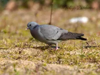 [Columba]